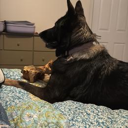 German Shepherd Puppies from Brooks High Quality Breeders