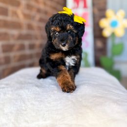 Blondie - Phantom female Poodle puppy in West Haven, Utah from Split Mountain Doodles
