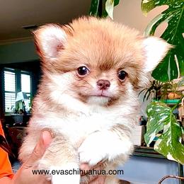 Perfection. price 9980( show quality ) - Chocolate sabled fawn female Chihuahua puppy in Santa Rosa Beach, Florida from Eva's Chihuahua