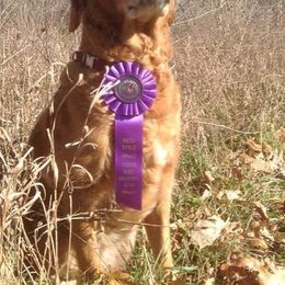 Golden Retrievers from Gold Eagle Retrievers