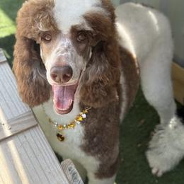 Reba - Poodle