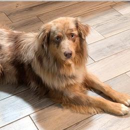 Everlee - Australian Shepherd