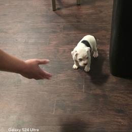Jewel - White female American Bully puppy in Tyler, Texas from Big Momma'z Monsta Bullies (BMMB)