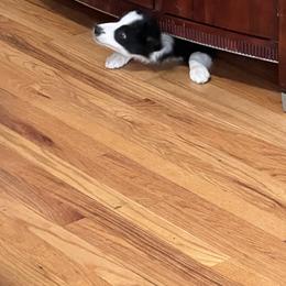 Border Collie Puppies from Roaring River Border Collies