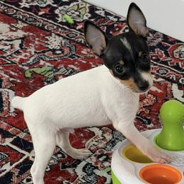 Boy 4 - White black and tan male Toy Fox Terrier puppy in Wayne, Oklahoma from FritzFox Toy Fox Terriers