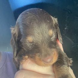 Drake-Boy 1 - Chocolate and tan male Dachshund puppy in Bigfork, Minnesota from Dachshunds Up North