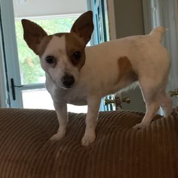 French Bulldogs and Teddy Roosevelt Terriers from Susie’s Cuties