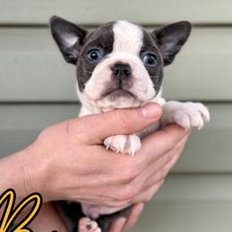 Bowser - Blue male Boston Terrier puppy in West Jefferson, Ohio from Kline Kennels