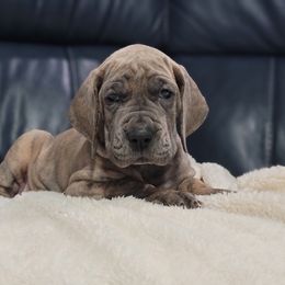 Great Dane Puppies from Northwood Euro Danes