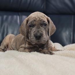 Great Dane Puppies from Northwood Euro Danes