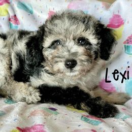 Lexi - Blue merle female Aussiedoodle puppy in Winnsboro, Texas from Happy Hollow Ranch