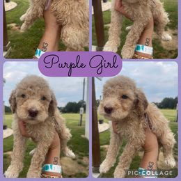 Girl 5 - Cream female Goldendoodle puppy in Cullman, Alabama from Sunflower Doodles
