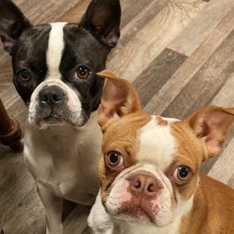 Minnie - Boston Terrier