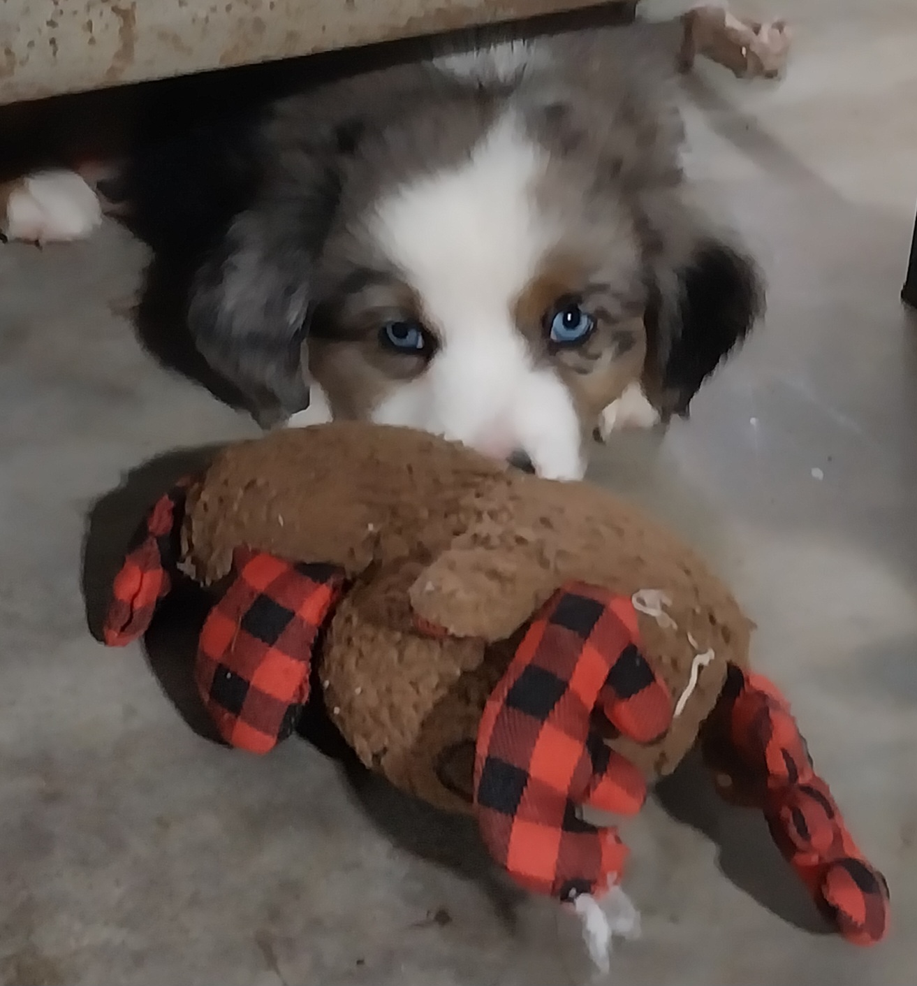 Miniature Australian Shepherd and Toy Australian Shepherd Puppies from Son Shine Farm