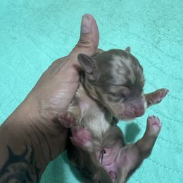 Girl 1 - Chocolate and cream female Dachshund puppy in Bon Air, Tennessee from Clemons Mini Dachshunds of Tennessee