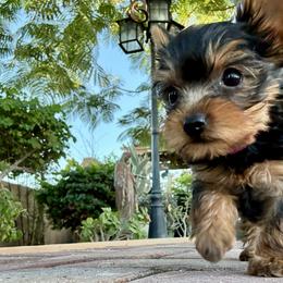 Libby - Black and tan female Yorkshire Terrier puppy in Yuma, Arizona from Yuma Yorkie