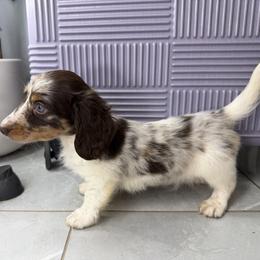 Cowboy - Dapple male Dachshund puppy in Bakersfield, California from Dreaming of Dachshunds
