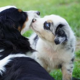 Australian Shepherd Puppies from Miracle Meadows Aussies
