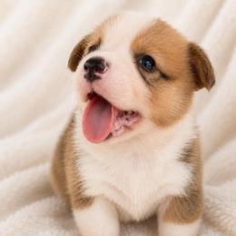 Cheeto - Red male Pembroke Welsh Corgi puppy in Beggs, Oklahoma from Blue Diamond Corgi’s