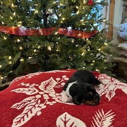 Basset Hound Puppies from Oklahoma Limestone Hounds
