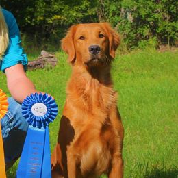 Blossom - Golden Retriever