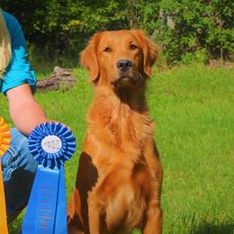 Blossom - Golden Retriever