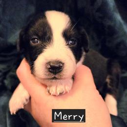 Merry - Black tri-color female Australian Shepherd puppy in Washington from Arbor hill Australian Shepherds