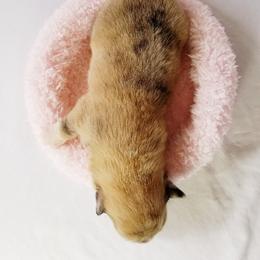Pembroke Welsh Corgi Puppies from Whimsical Treasure Corgis
