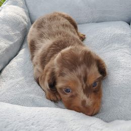 Dachshund Puppies from Chelisa Crabtree