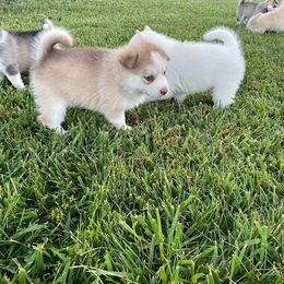 Pomsky Puppies from Promise Land Pomskies
