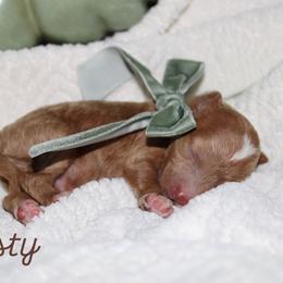 Rusty - Red  male Goldendoodle puppy in Trenton, Tennessee from Pickard’s country Golden doodles