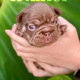 Walker (Brown) - Liver male French Bulldog puppy in Jefferson City, Missouri from Central Frenchie Haven
