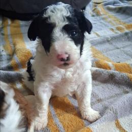 Michelangelo - Black and white male Companion Cross puppy in Macon, Georgia from Shipoo Lane