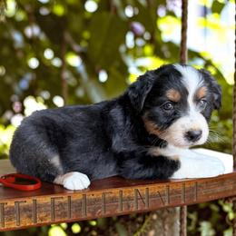 Juniper - Black tri-color female Australian Shepherd puppy in Statesville, North Carolina from Charming Australian Shepherds