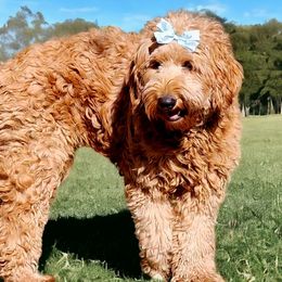 Goldendoodle puppies from Only Doodles!