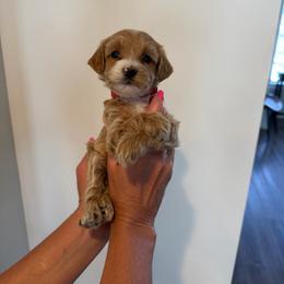 Ladybug (Lady) - Cream female Goldendoodle puppy in Payson, Utah from Country Sky Doodles