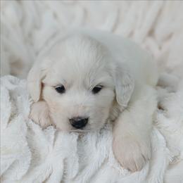 Girl 1 Yellow - White female Great Pyrenees puppy in Yakima, Washington from Naches Heights Ranch
