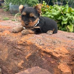 Boulder - Black and gold male Yorkshire Terrier puppy in Taylorsville, North Carolina from SilverLining highlands and hounds