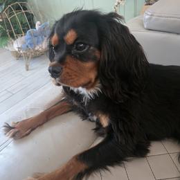 Bentley - Cavalier King Charles Spaniel