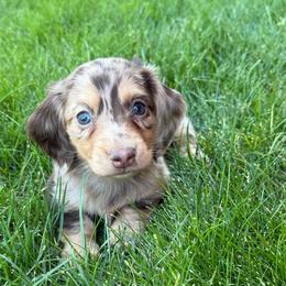 Acadia - Chocolate and cream female Dachshund puppy in Salem, Oregon from Longdox Mini Dachshunds