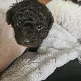 Poodle Puppies from Cottage Treasures