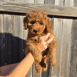 9 to 5 - White Collar - Red male Double Doodle puppy in Rowlett, Texas from Parrish Precious Ones Texas