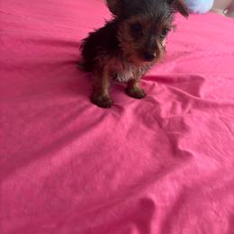 Favi - Blue and gold female Yorkshire Terrier puppy in Los Angeles, California from Munoz yorkies