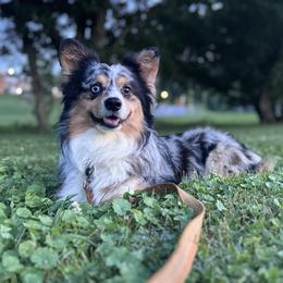 Sully - American Corgi