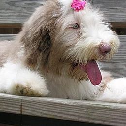 Bearded Collie Puppies from Meadows Bearded Collies