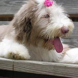 Bearded Collie Puppies from Meadows Bearded Collies