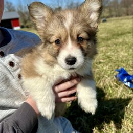 Gray Collar Girl Dove - Sable Pembroke Welsh Corgi puppy in Paris, Kentucky from Flat Run Corgis