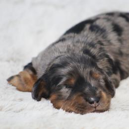 Dachshund Puppies from Tygart Creek Dachshunds