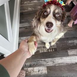 Scout - Australian Shepherd