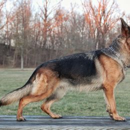 German Shepherd All Grown Up from Von Kühnheit German Shepherd Kennels
